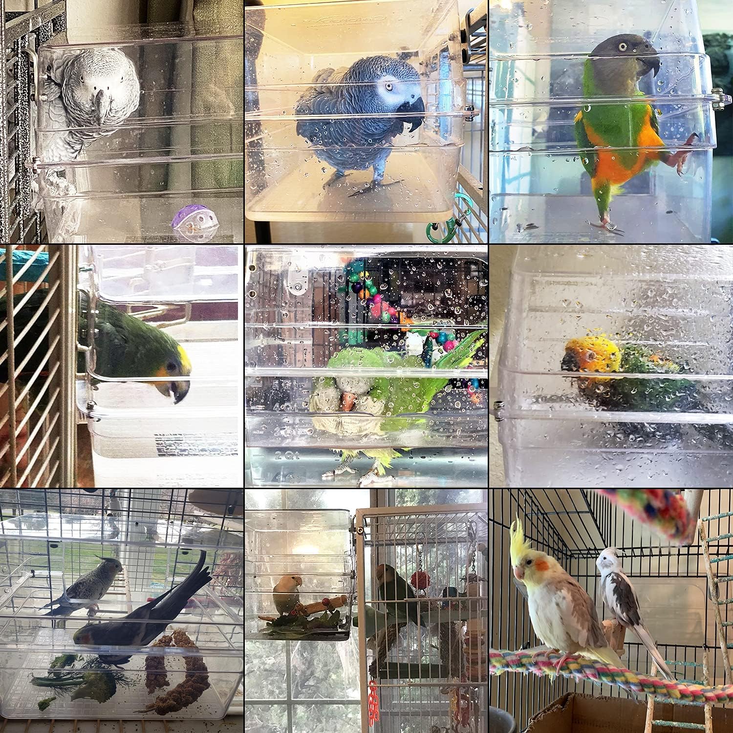 Amazon | Colorday ヨウム、オウム、コニュア、オカメインコ、セキセイ
